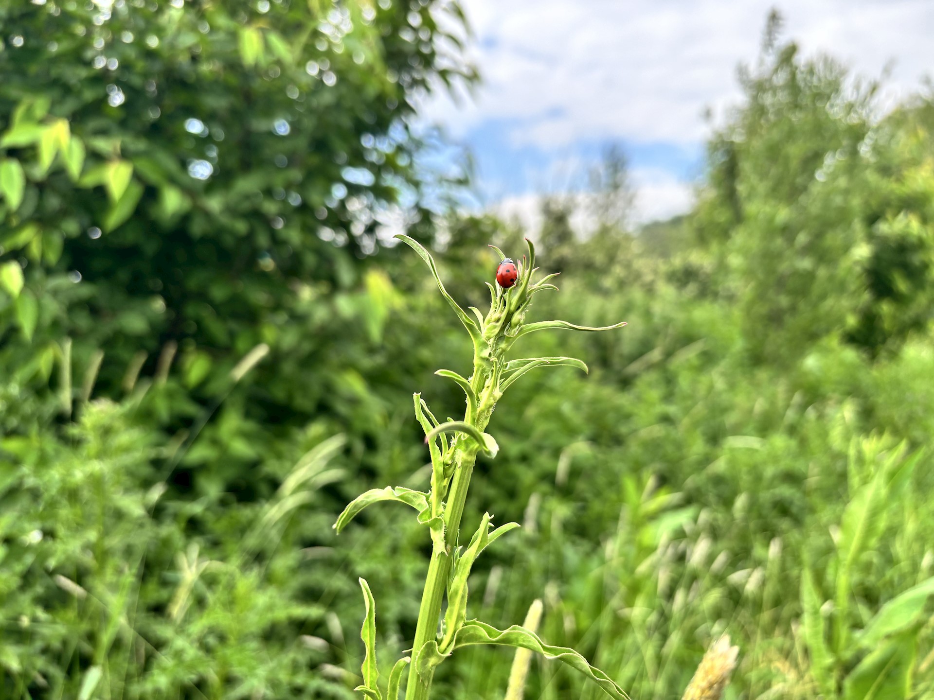 Biomimicry in het Bedrijfsleven