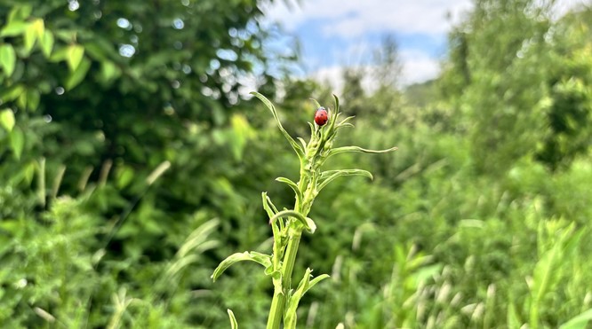 Biomimicry in het Bedrijfsleven